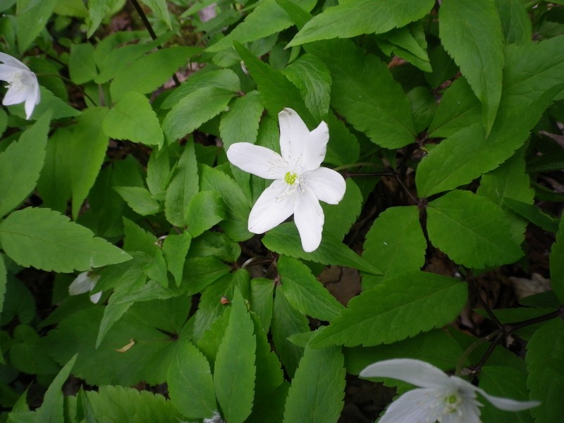 Anemonoides trifolia subsp. trifolia / Anemone trifoliata